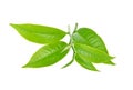 Green tea leaf,tea isolated on white background Royalty Free Stock Photo