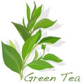 Green tea leaf vector