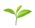 Green tea leaf on white background Royalty Free Stock Photo