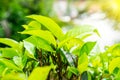 Green tea leaves. Beautiful plantations on a sunny day