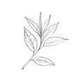 Green Tea Leaves Camellia Sinensis Line Art Drawing Black and White