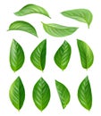 Green tea leaves. Eco natural plants aromatic hot drink vector leaves realistic pictures set Royalty Free Stock Photo