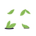 Green tea leaves. Foliage for herbal drink. Herbs for Chinese beverage. Crop of mint, spearmint. Healthy pharmacy plants