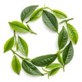 Green Tea Leaves Forming a Circle Isolated on White Background Royalty Free Stock Photo