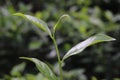 Green tea leaves fresh in the garden, Dark mood Royalty Free Stock Photo
