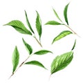 Green tea leaves. Watercolor background illustration set. Isolated leaf illustration element. Royalty Free Stock Photo