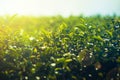 Green tea leaves in tea plantation with bokeh and sunlight in the morning at Chiang Rai Province, Thailand. Soft focus