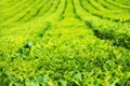 Green tea leaves on the tea plantation in summer. Abstract green nature background Royalty Free Stock Photo