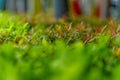 green tea leaves of soft tea leaves Nature travel ideas With copy space Royalty Free Stock Photo