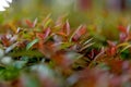 green tea leaves of soft tea leaves Nature travel ideas With copy space Royalty Free Stock Photo