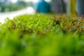 green tea leaves of soft tea leaves Nature travel ideas With copy space Royalty Free Stock Photo