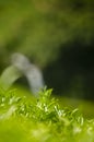 Green tea leaves in a tea plantation in morning.blurred waterfall green background