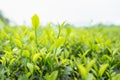 Green tea leaves in a tea plantation in morning