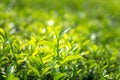 Green tea leaves in a tea plantation in morning