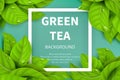 Green tea leaves vector nature background Royalty Free Stock Photo