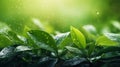 Green tea leaves with water drops in the morning, nature background