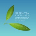 Green tea leaves with water drops vector illustration Royalty Free Stock Photo