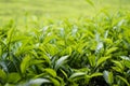 green tea in a tea plantation Royalty Free Stock Photo