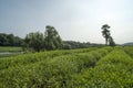 Green tea plantation