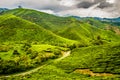 Green Tea Plantation, Cameron Highlands, Malaysia Royalty Free Stock Photo