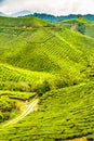 Green Tea Plantation, Cameron Highlands, Malaysia Royalty Free Stock Photo