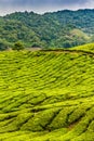 Green Tea Plantation, Cameron Highlands, Malaysia Royalty Free Stock Photo