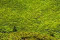 Green Tea Plantation, Cameron Highlands, Malaysia Royalty Free Stock Photo