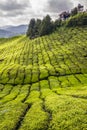 Green Tea Plantation- Cameron Highlands, Malaysia Royalty Free Stock Photo