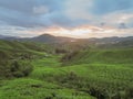 Green tea plantation Cameron highlands, Malaysia Royalty Free Stock Photo