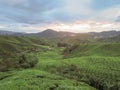 Green tea plantation Cameron highlands, Malaysia Royalty Free Stock Photo