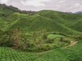 Green tea plantation Cameron highlands, Malaysia Royalty Free Stock Photo