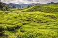 Green Tea Plantation-Cameron Highlands, Malaysia Royalty Free Stock Photo