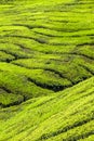 Green Tea Plantation-Cameron Highlands, Malaysia