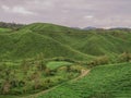 Green tea plantation Cameron highlands, Malaysia Royalty Free Stock Photo