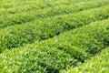 Green tea plantation closeup