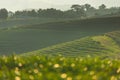 Green tea plantation curve on hill and mountains valley in Chiang Rai province in summer season, Thailand Royalty Free Stock Photo