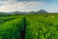 Green tea plantation curve and mountains valley in Chiang Rai province, Thailand Royalty Free Stock Photo