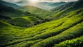 Green tea plantation, farm, field mountains environment morning cultivation panoramic Royalty Free Stock Photo