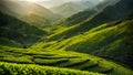 Green tea plantation, farm, field organic plant morning cultivation panoramic Royalty Free Stock Photo