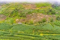 Green tea plantation farm landscape hill cultivation Royalty Free Stock Photo