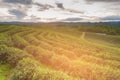 Green tea plantation field on high land Royalty Free Stock Photo