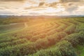 Green tea plantation field over high hill Royalty Free Stock Photo