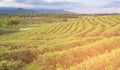 Green tea plantation on high hill slope Royalty Free Stock Photo