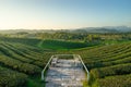 Green tea plantation on hill in Chiang Rai province at sunset, Chiang Rai, Thailand Royalty Free Stock Photo