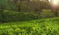 Green tea plantation hill station Munnar Kerala India sunset view Royalty Free Stock Photo