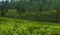 Green tea plantation hill station Munnar Kerala India sunset view Royalty Free Stock Photo