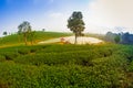Green tea plantation landscape Royalty Free Stock Photo