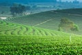 Green tea plantation landscape Royalty Free Stock Photo
