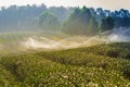 Green tea plantation landscape Royalty Free Stock Photo