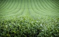 Green Tea Plantation Landscape Royalty Free Stock Photo